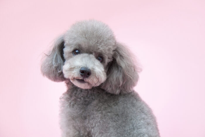 トイプードルのドッグフード おすすめの餌はどれ