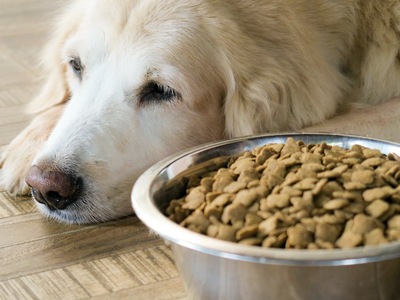 これしか食べたくない 愛犬の 偏食 は放置しても大丈夫 対策は