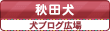 犬ブログ広場 秋田犬