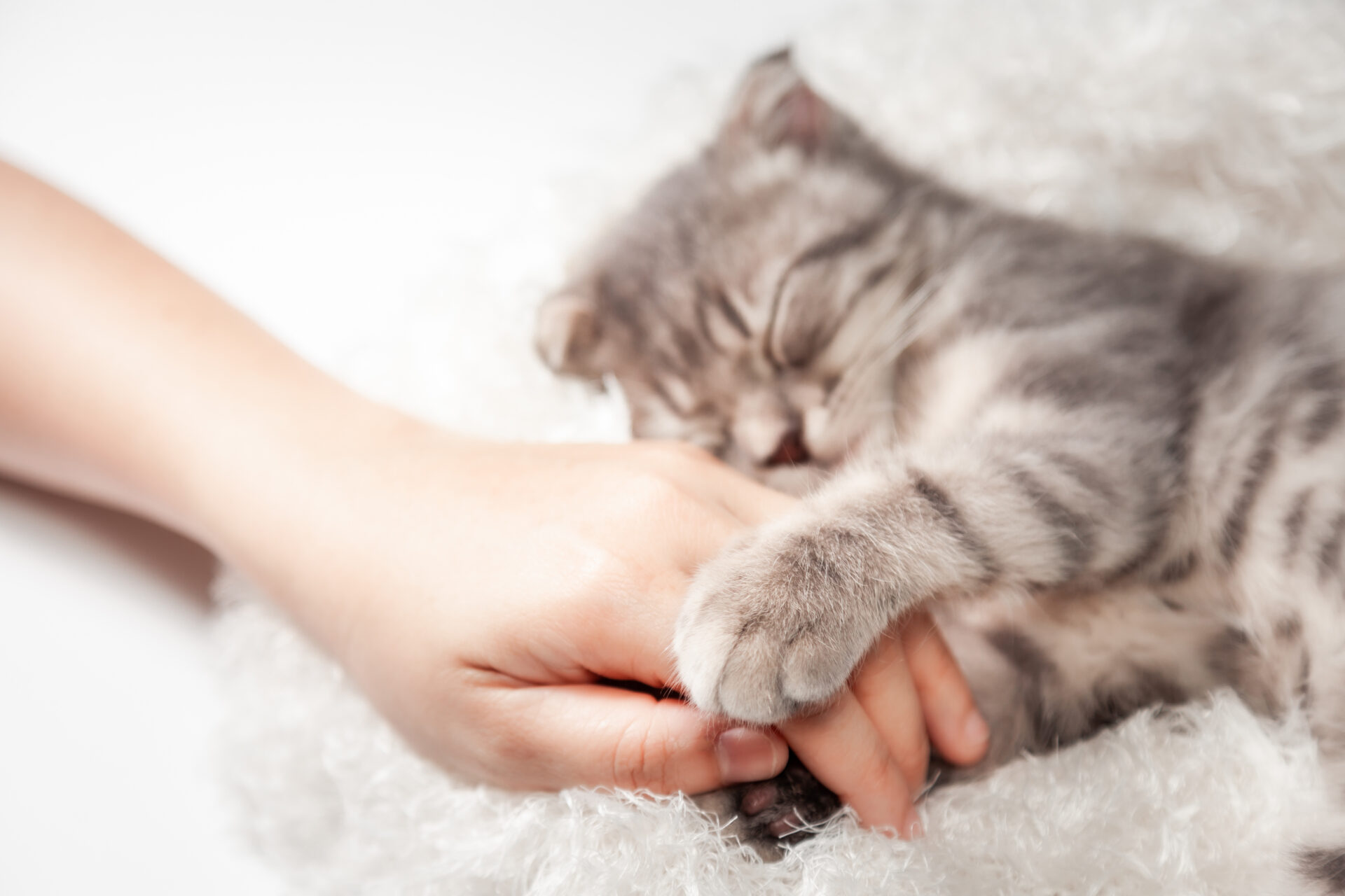 Cat love By the hand grip at hand. happy cat lovely comfortable